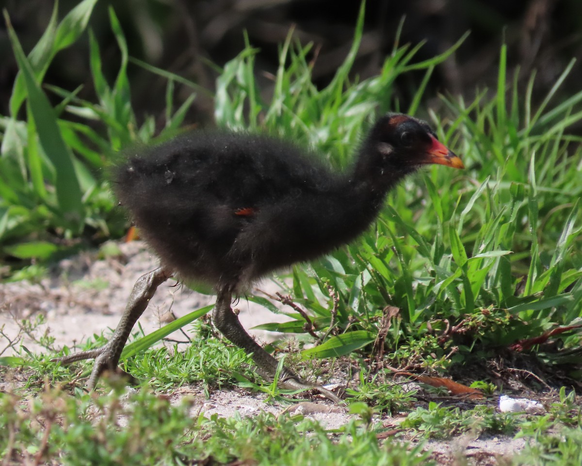 Common Gallinule - ML620532788