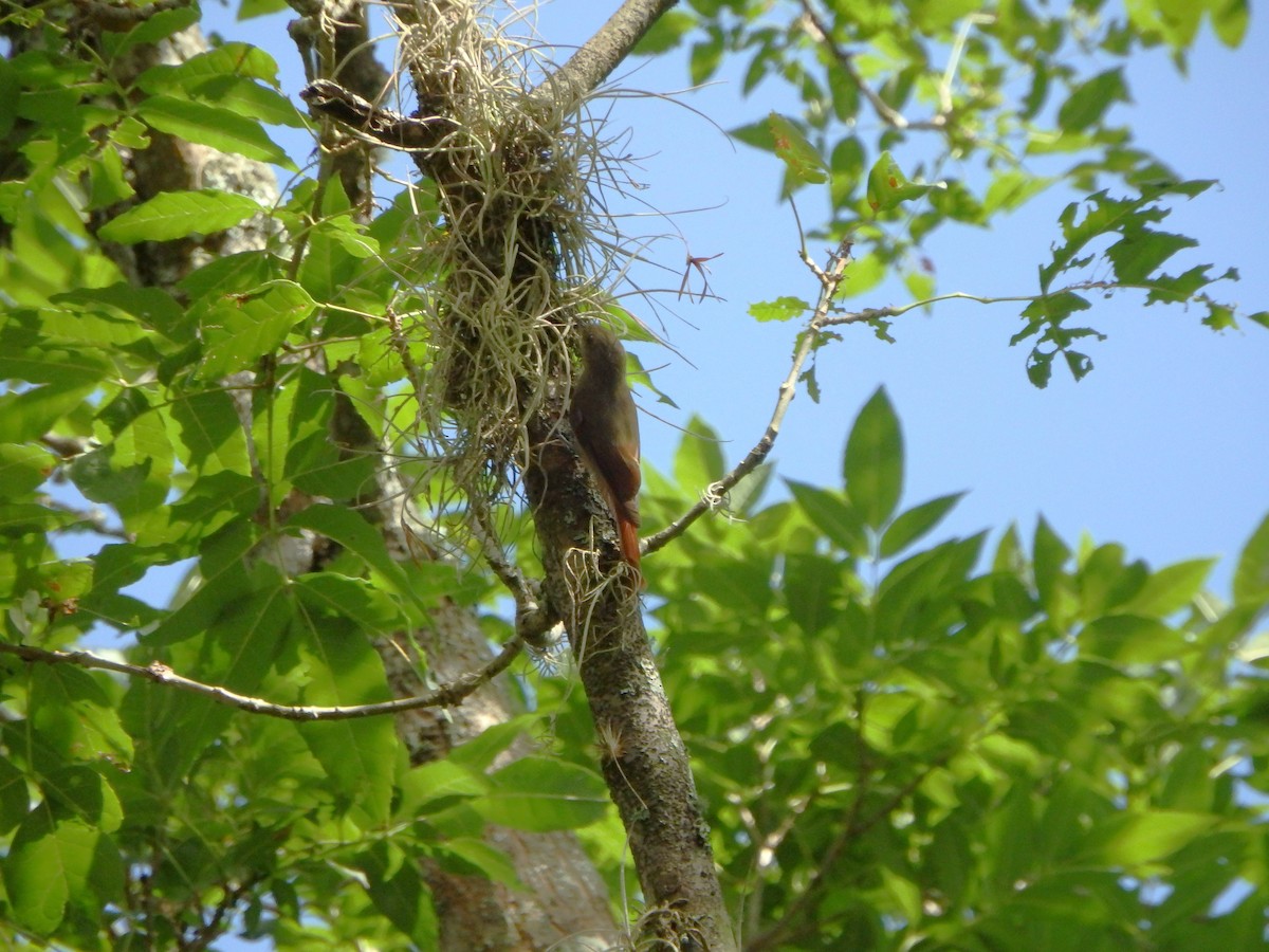 Olivaceous Woodcreeper - ML620532791