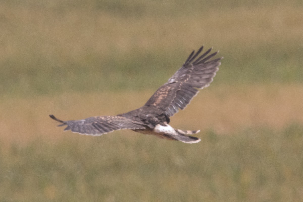 Hen Harrier - Miguel Rodríguez Esteban