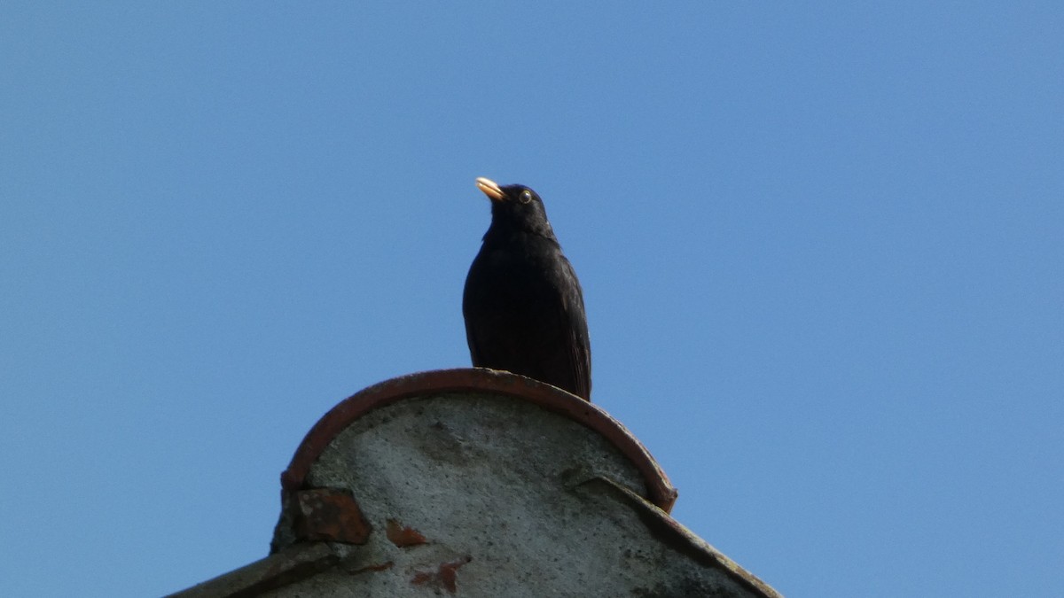Eurasian Blackbird - ML620532795