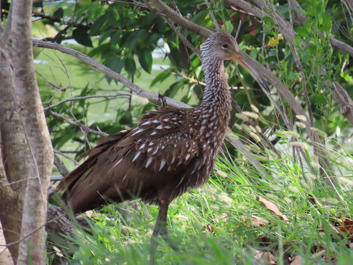 Limpkin - ML620532800