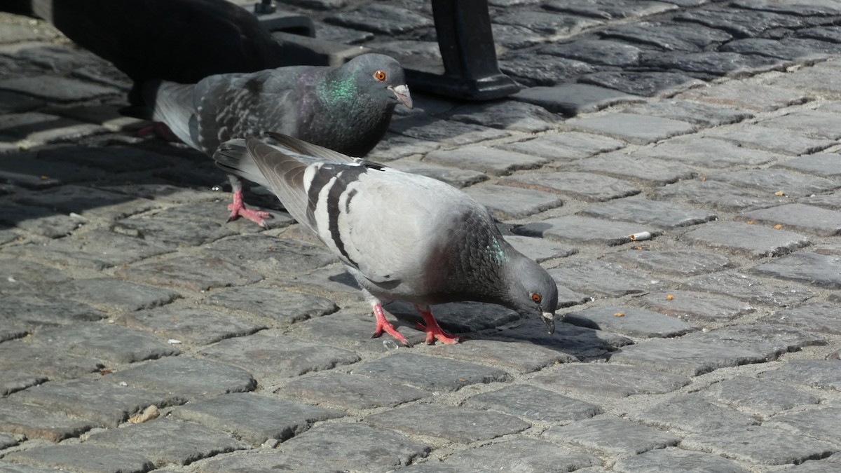 Rock Pigeon - ML620532809