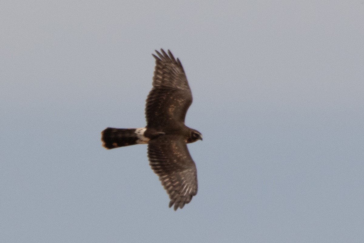 Hen Harrier - ML620532813