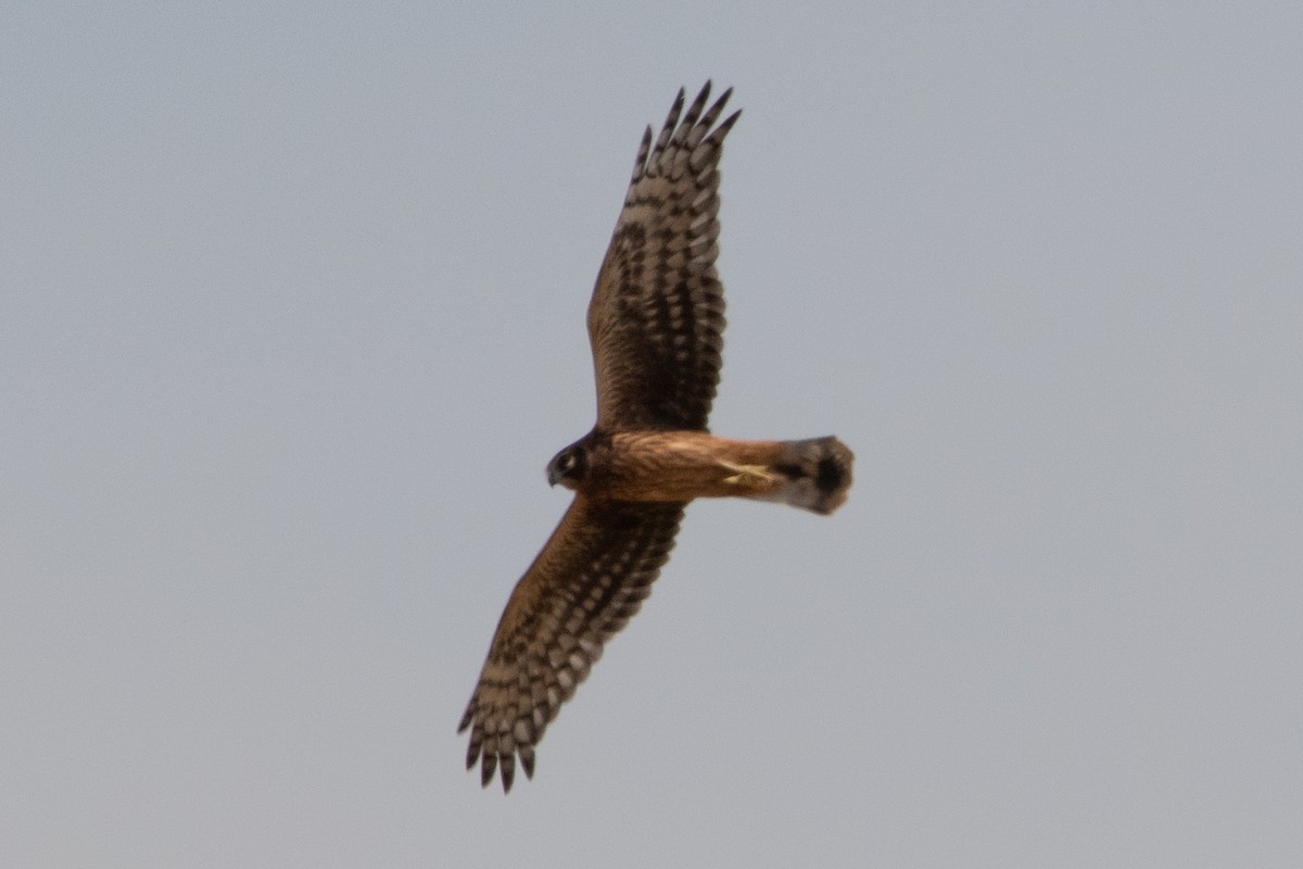 Aguilucho Pálido - ML620532815