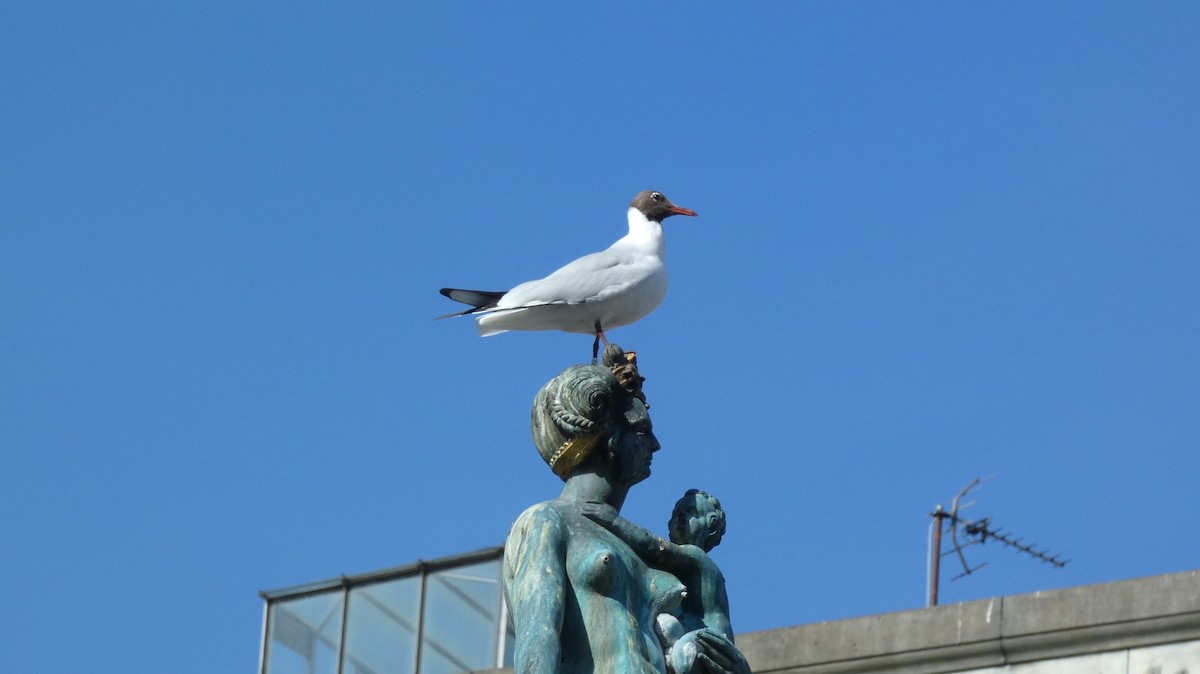 Black-headed Gull - ML620532819