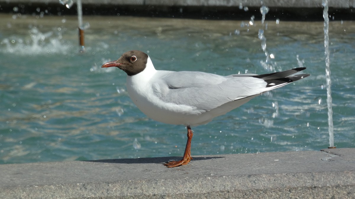 Black-headed Gull - ML620532820