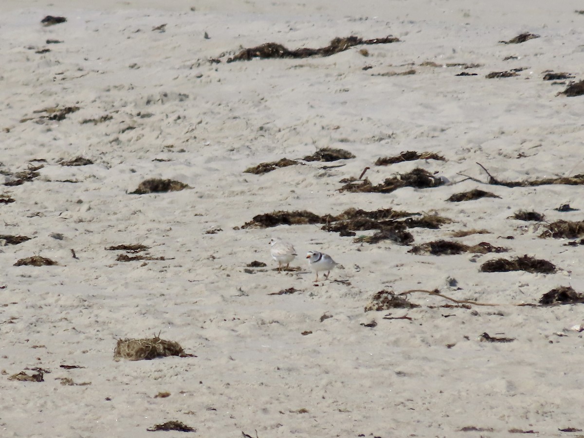 Piping Plover - ML620532823