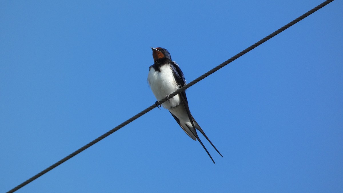 Barn Swallow - Malini Kaushik