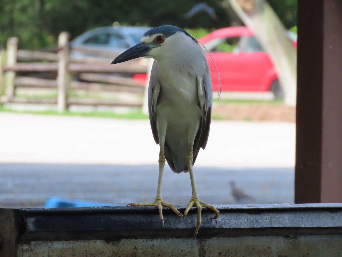 Black-crowned Night Heron - ML620532827