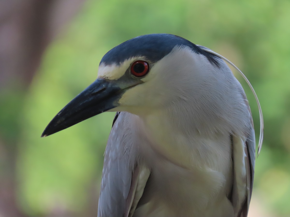 Black-crowned Night Heron - ML620532829