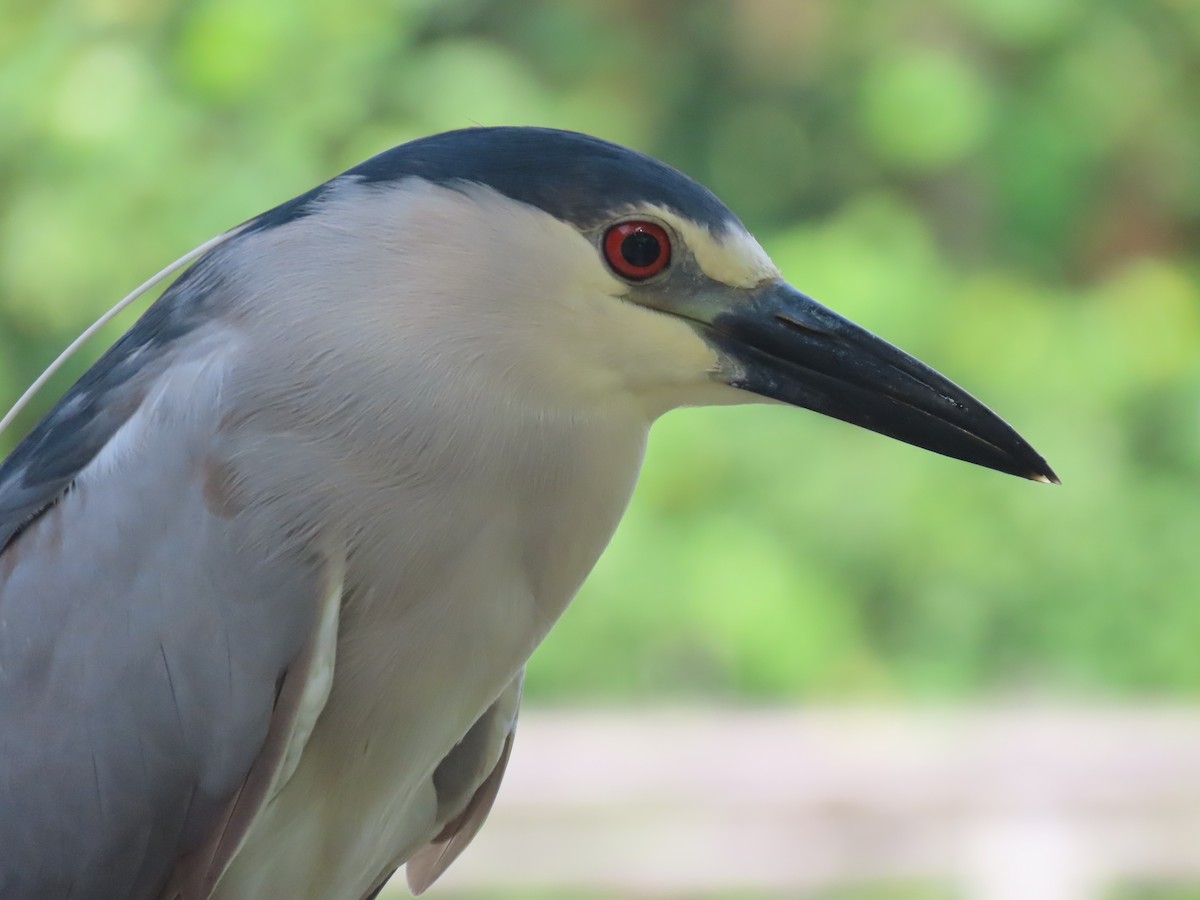 Black-crowned Night Heron - ML620532832