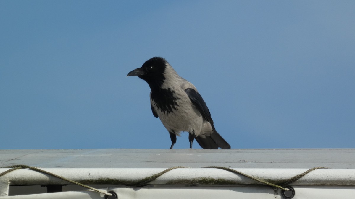 Hooded Crow - ML620532837