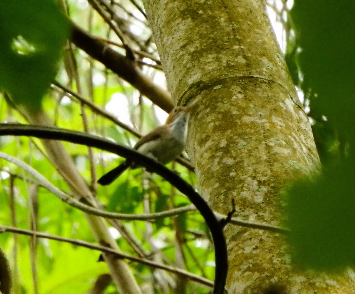 Long-billed Gnatwren - Edouard Paiva