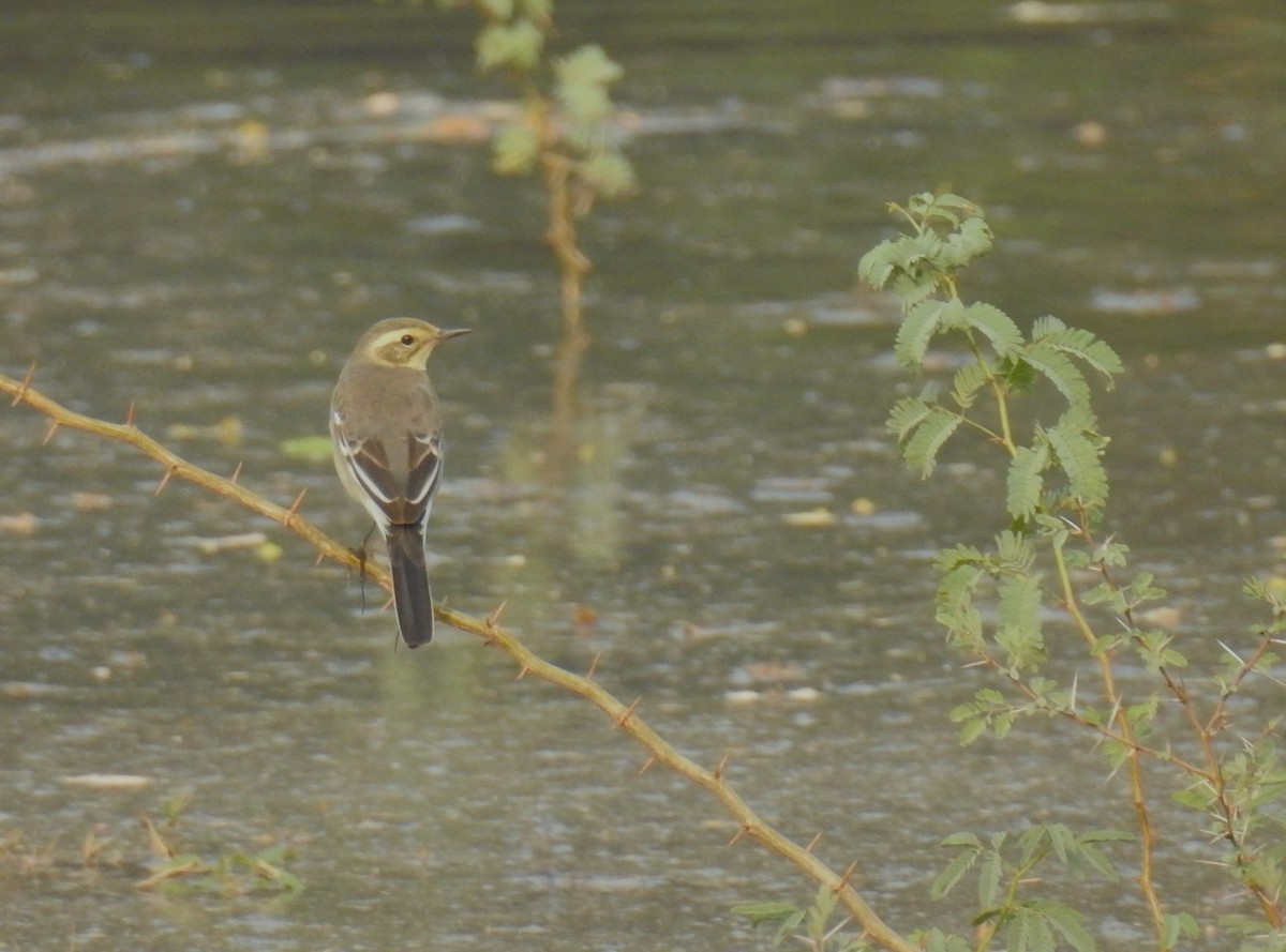 Citrine Wagtail - ML620532839