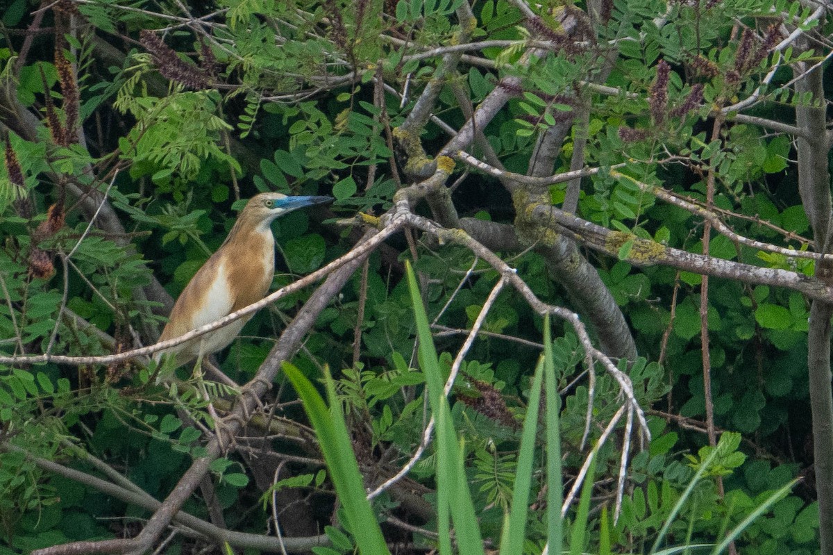 Squacco Heron - ML620532841