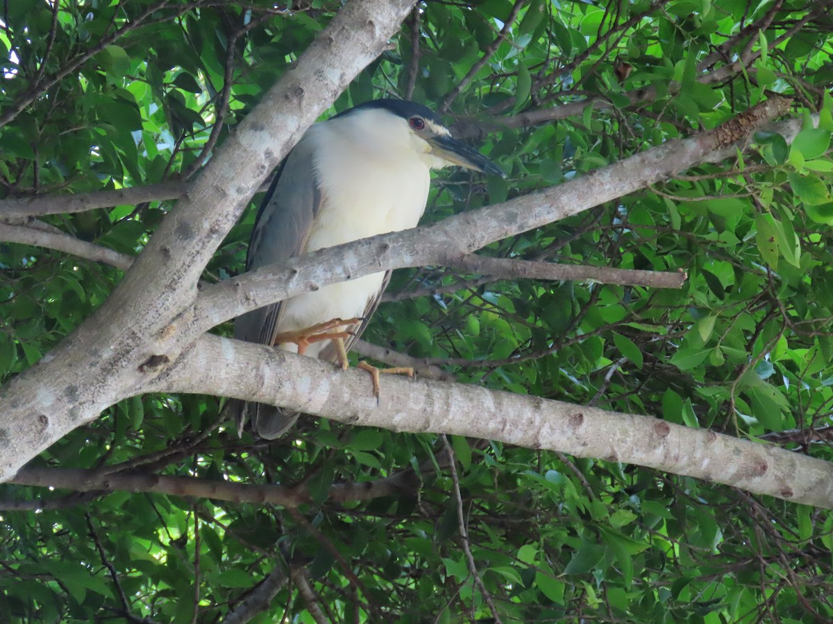 Black-crowned Night Heron - ML620532843