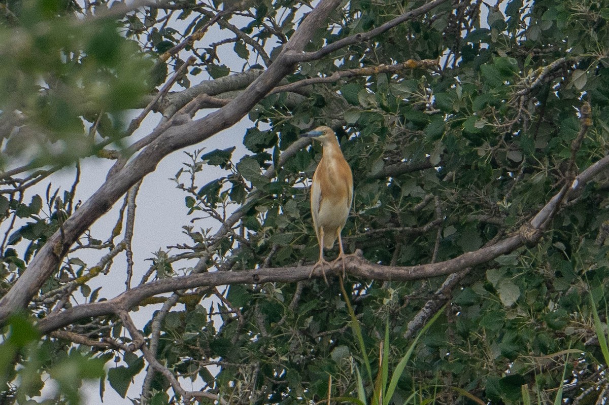 Squacco Heron - ML620532847