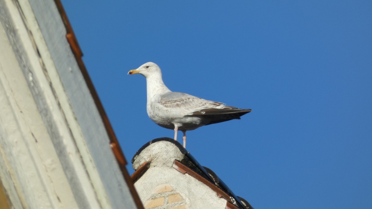 Goéland argenté - ML620532856