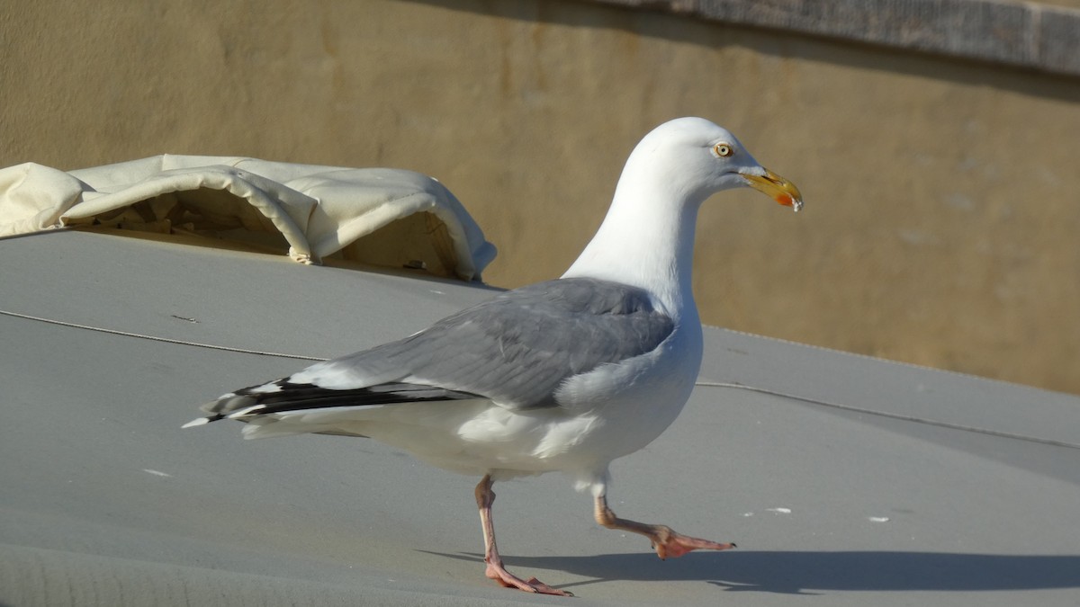 Herring Gull - ML620532857