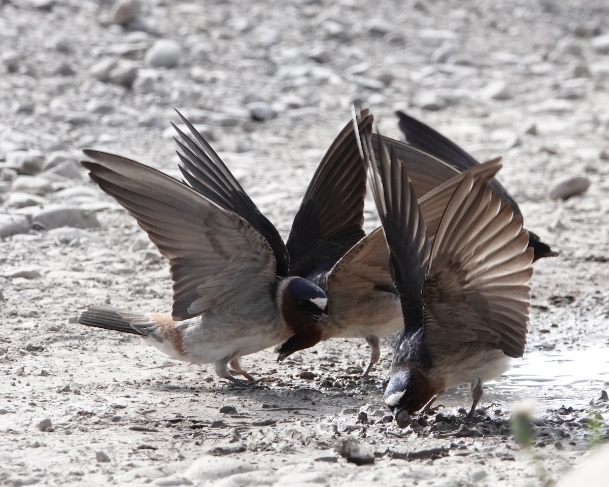 Cliff Swallow - ML620532860