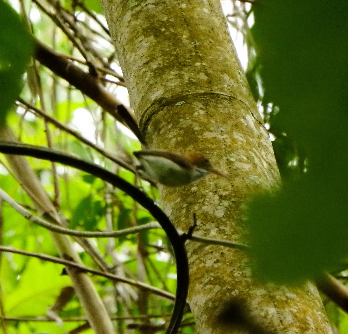 Long-billed Gnatwren - ML620532861