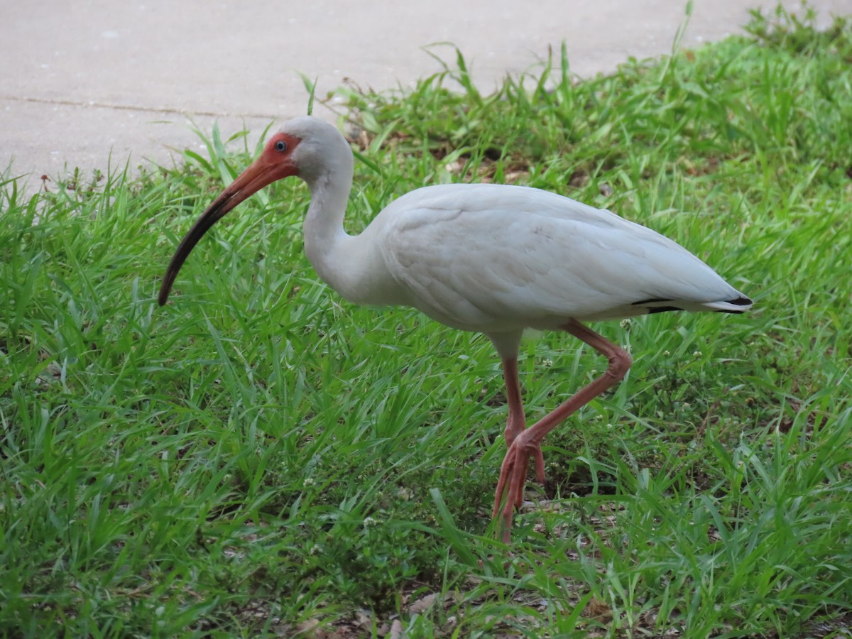 White Ibis - ML620532862