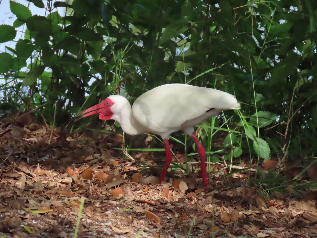 White Ibis - Laurie Witkin