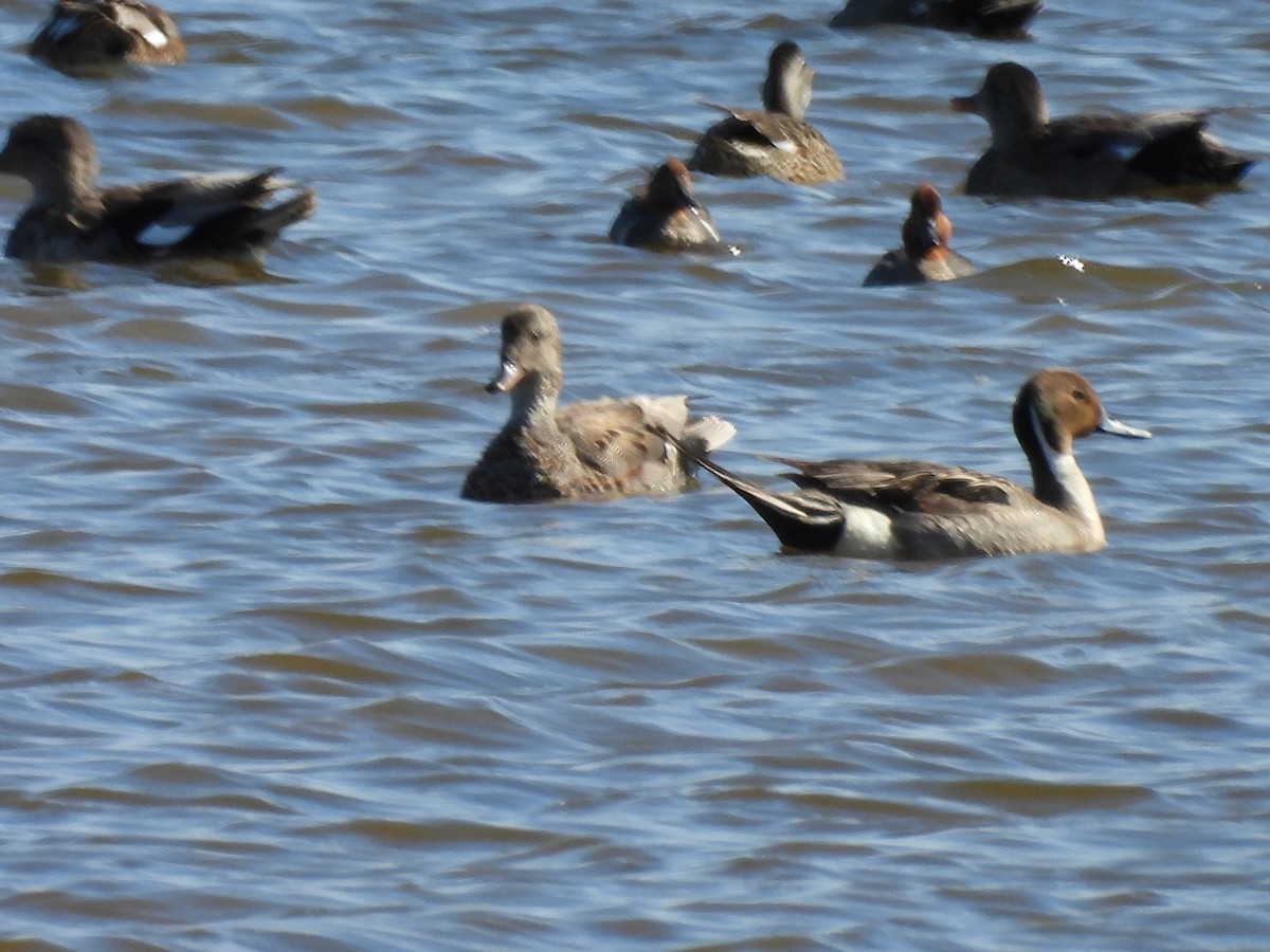 Northern Pintail - ML620532866