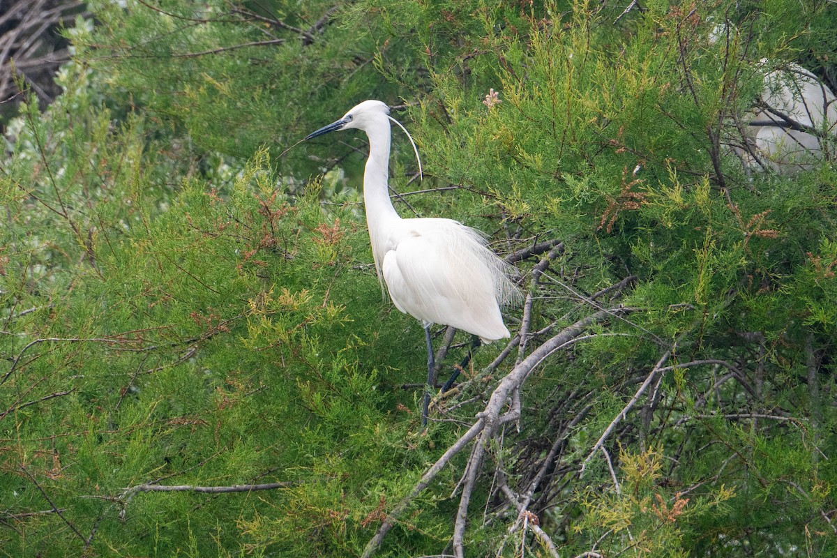 Little Egret - ML620532867