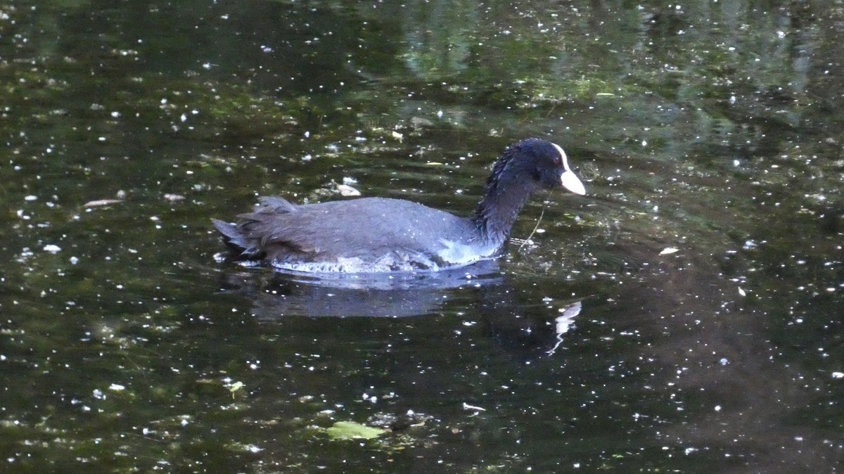 Eurasian Coot - ML620532873