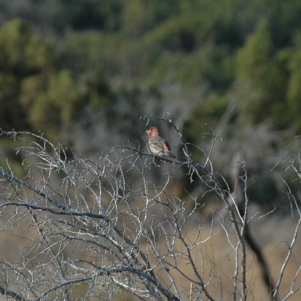 House Finch - ML620532884