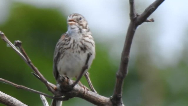 Vesper Sparrow - ML620532885