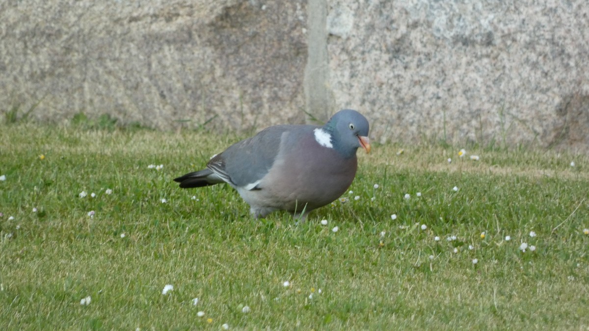 Common Wood-Pigeon - ML620532889