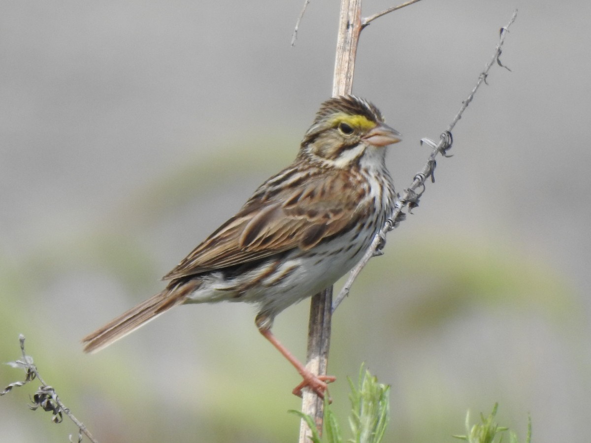 Savannah Sparrow - ML620532890
