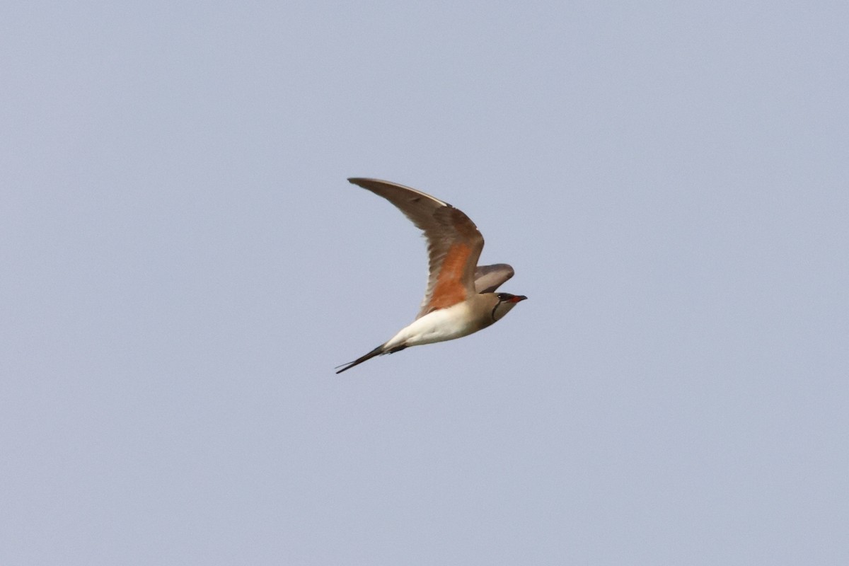 Collared Pratincole - ML620532906