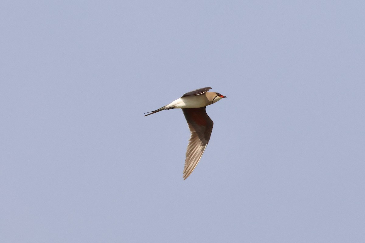 Collared Pratincole - ML620532907