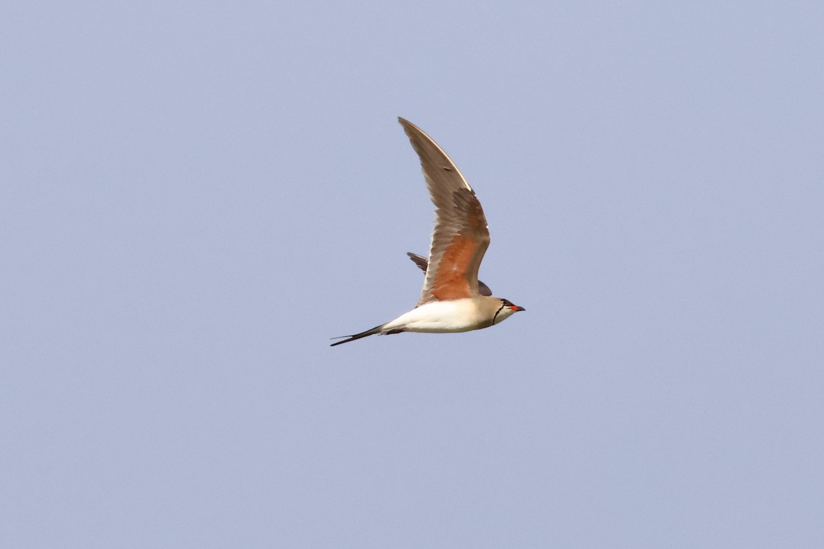 Collared Pratincole - ML620532908