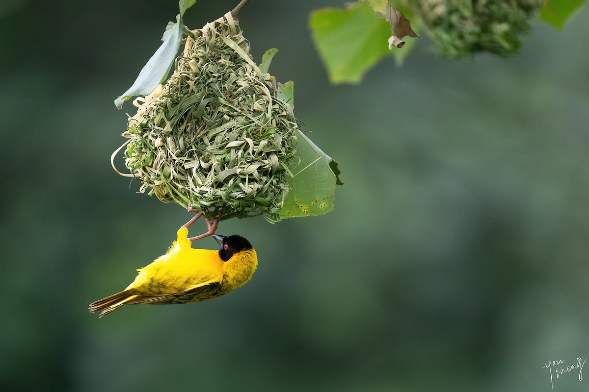 Village Weaver - ML620532916