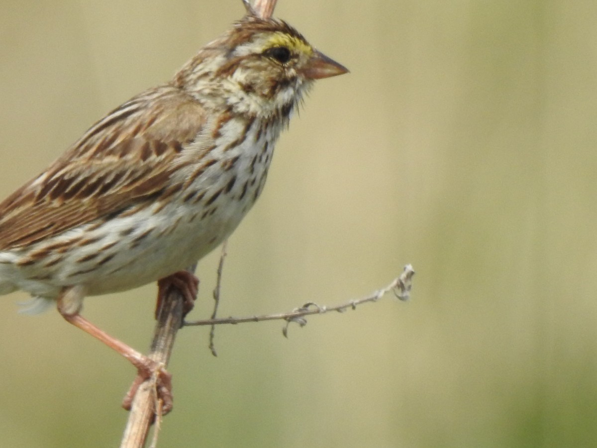 Savannah Sparrow - ML620532921