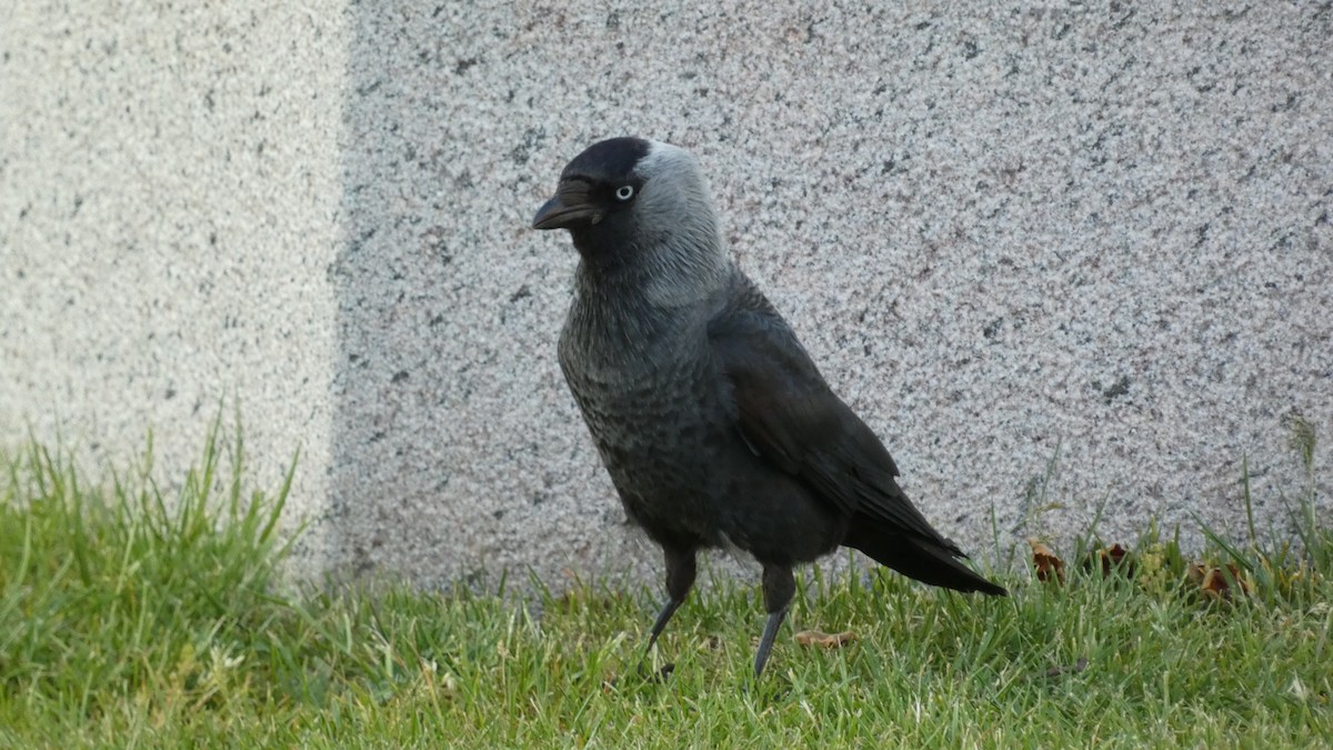 Eurasian Jackdaw - ML620532940