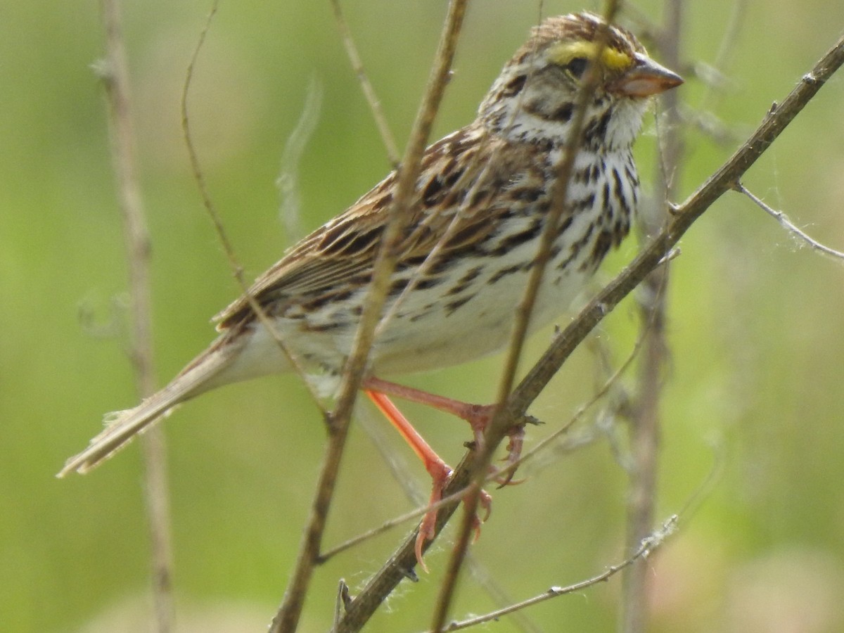 Savannah Sparrow - ML620532946