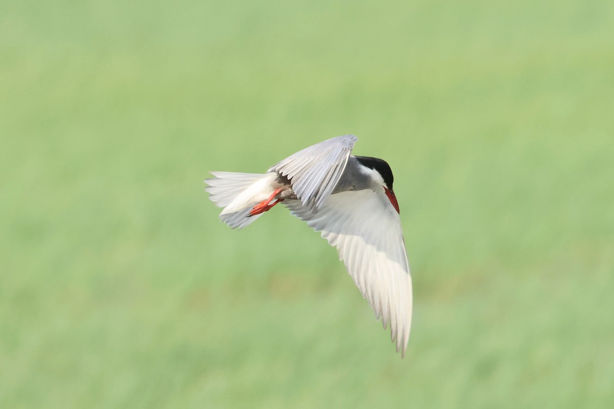 Whiskered Tern - ML620532959