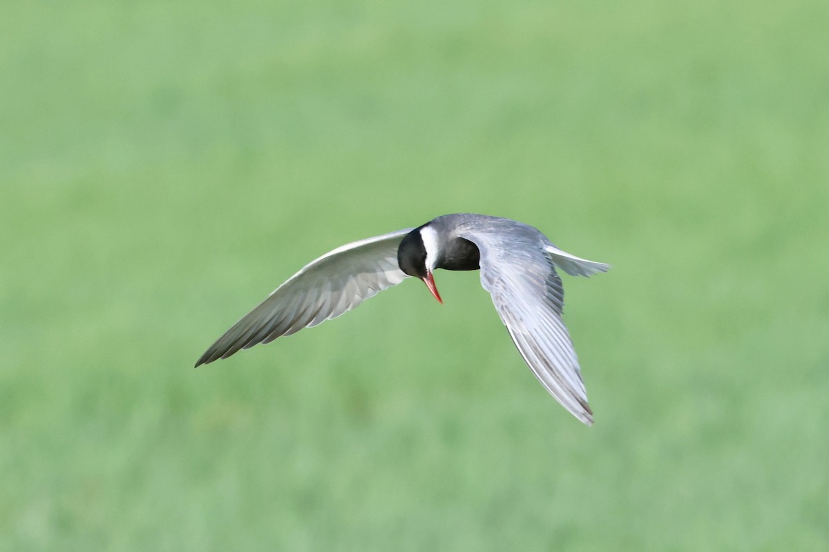 Whiskered Tern - ML620532962