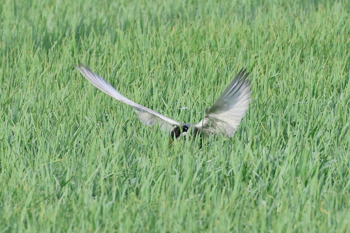 Whiskered Tern - ML620532964