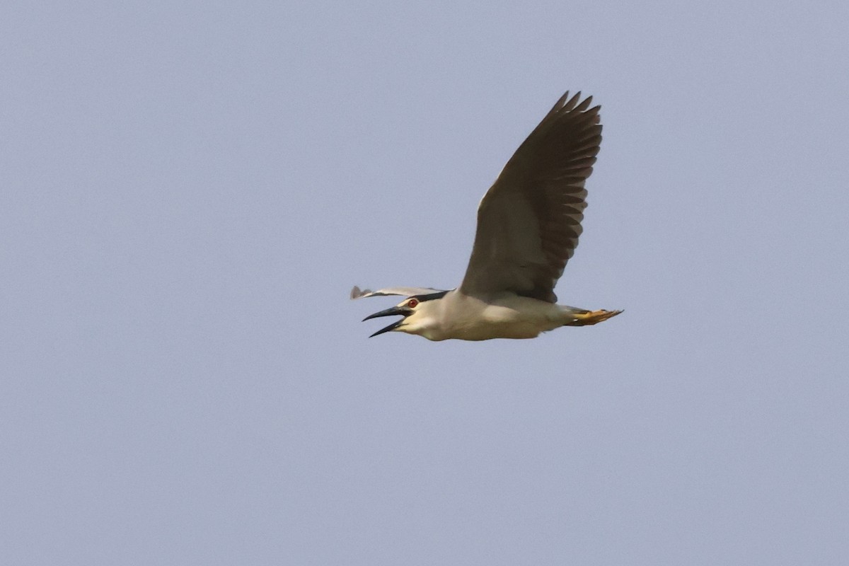 Black-crowned Night Heron - ML620532983