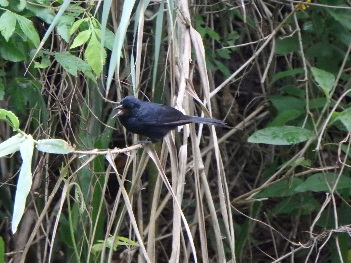White-lined Tanager - ML620533001