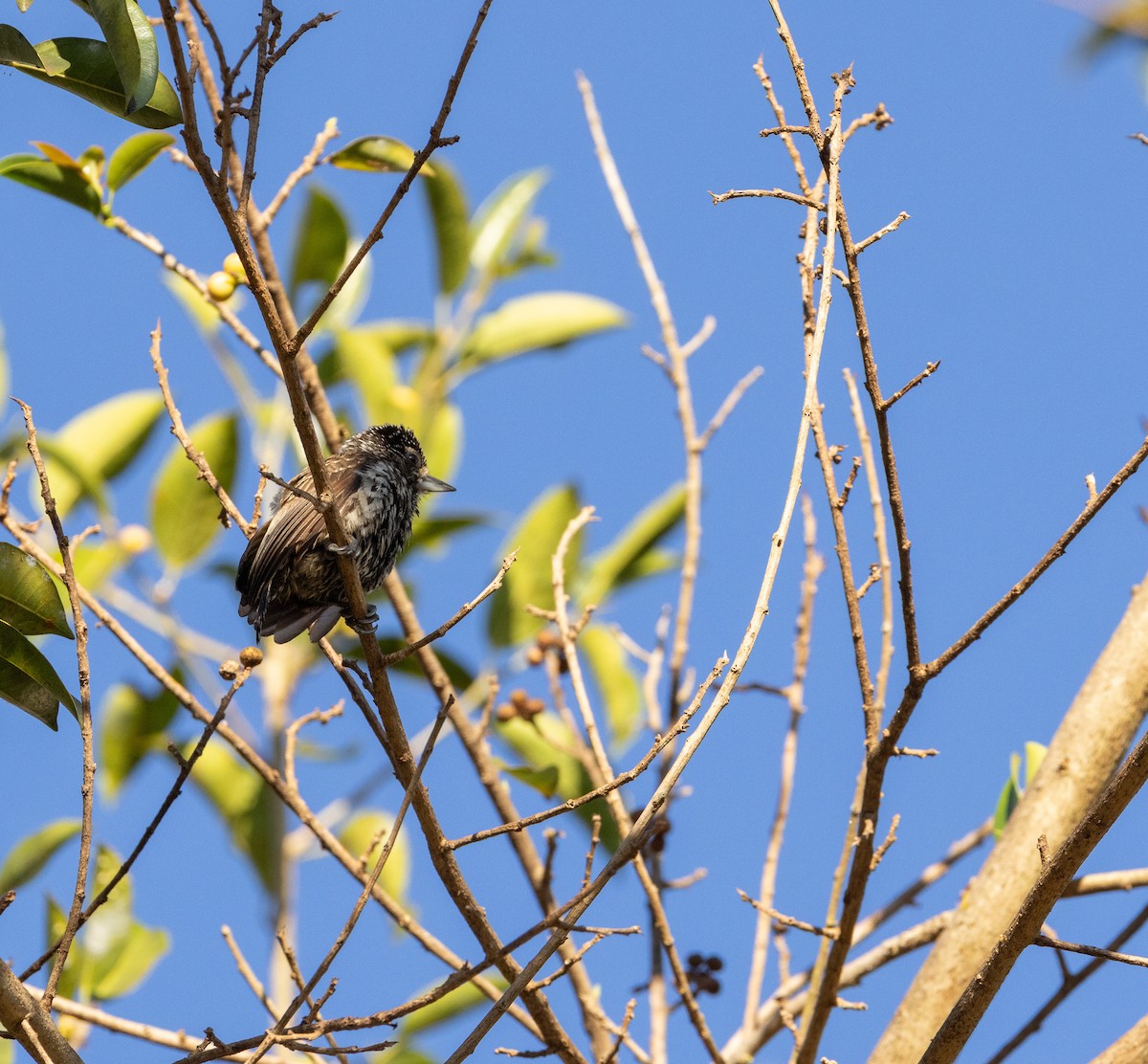 White-wedged Piculet - ML620533002