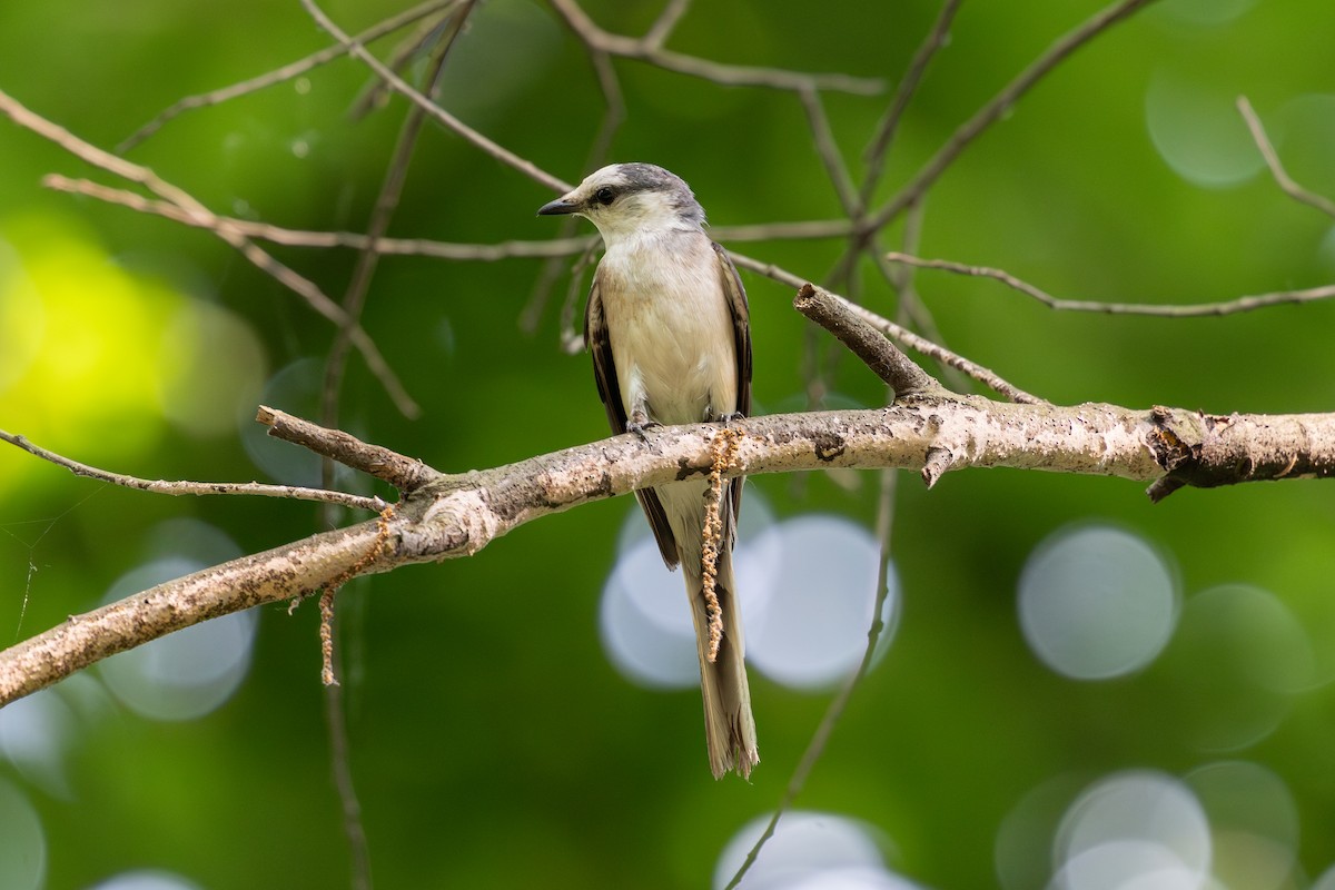 Brown-rumped Minivet - ML620533006