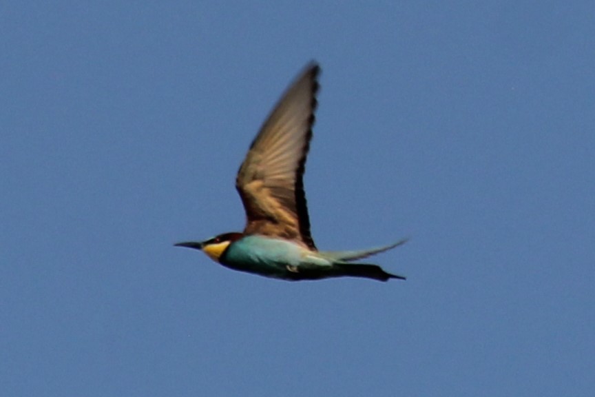 European Bee-eater - ML620533011