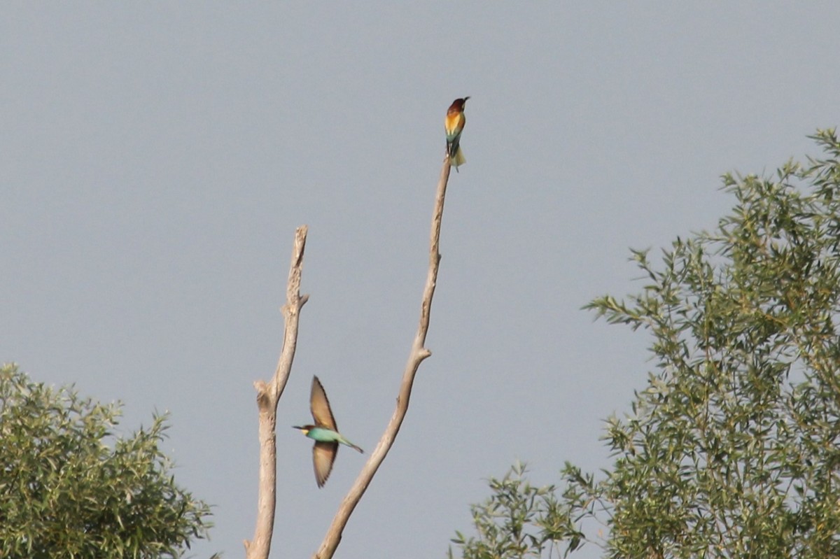 European Bee-eater - ML620533013